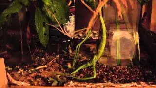 Pharnacia ponderosa moult clip 15