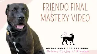 Friendo Final Mastery Video | Pitbull Rottweiler | Los Angeles, CA( Short Version)