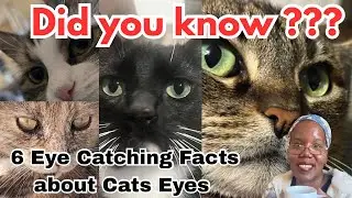 6 Amazing Eye CATching facts about Cats Eyes