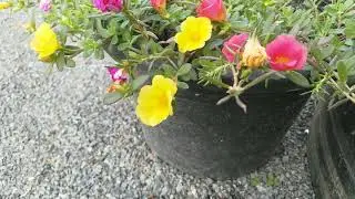 Camera Videos 4K Shot By Nokia 8 (2018) Android 9 SD 835 On 2022