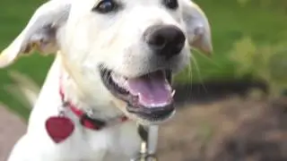 Paws for the Cause Autism