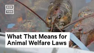 Lobsters, Crabs, & Octopuses Are Sentient Beings, UK Bill Says