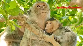 Trillions of LOVE Without Any End From Mom Monkey Malida To Spoiling Kid Martin With Million of Milk