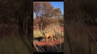 Wild DINGO encounter AUSTRALIA🐕🇦🇺 #shorts