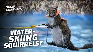 These Animals Have the Craziest Jobs Ever