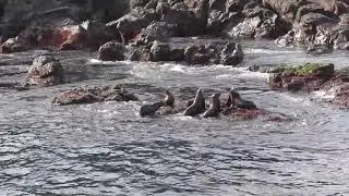 Wildlife Coast Cruises Seal Watching Cruise | Experience Oz
