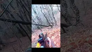 Deer hunting at close range #hunting #deer#moose#chasse