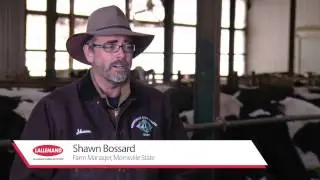 Levucell SC-Active Dry Yeast Probiotic for Rumen Function in Dairy