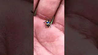 Азиатские жуки, которых вы никогда не видели #любыеуникальныеживотные #жук #насекомые #красивыена...