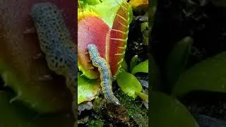 how do carnivorous plants work | animal eating plants #shortsfeed #style #carnivorousplants #eating