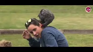 Birds vs Humans Funny. birds attacking humans funny Video. Bombhead laughs.