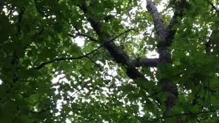 Luna White Deer   Pileated Woodpeckers