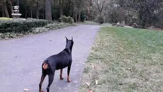 Doberman Guarding Chickens