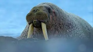 Teefs Walrus - Fun Facts