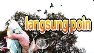 emang seru mulut punai pakai pulut baru
