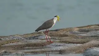 Masked Lapwing's call
