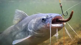 Mixed Fish Wonders: Discover Nature&rsquo;s Most Colorful & Clever Aquatic Creatures | fish