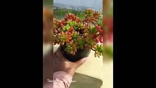 Succulents sedum jelly bean plant care and growths