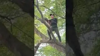 Woodworking skill excellent carpenter tree cutting Techniques #shortvideo #chainsawman