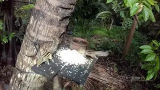 Chipmunk's behavior and looks are impressive