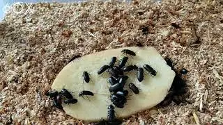 Mealworm Beetles vs Potato | Time-Lapse