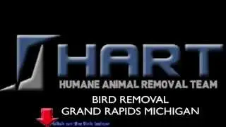 Bird Removal Grand Rapids Michigan