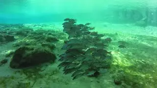 CRYSTAL RIVER! LOADED WITH FISH AND MANATEES!!!