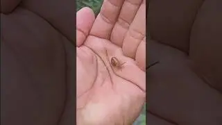 This Baby 1 snail🐌 nd 1 baby frog🐸#insects #nature #wildlife #animals#shortsvideo