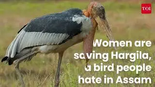 Women are saving Hargila, a bird people hate in Assam