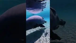 А что, если ламантин коснётся именно ВАС? Дождитесь конца, чтобы узнать! 👀
