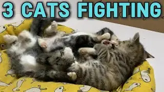 Kittens Fighting for Food&mdash;Chaos Every Time! #cat