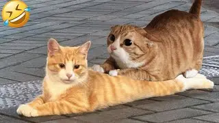 New Funny Animals 😂 Funniest Cats and Dogs 2026