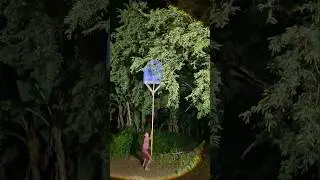 Blue caplok can catch animals. #shortsvideo #animal #nature #viral