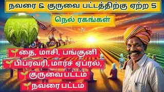 நவரை & குருவைப் பட்டத்திற்கு ஏற்ற 5 நெல் ரகம் | Best paddy seeds Varieties in tamilnadu | #paddy #yt