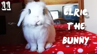 Elric The Bunny - Episode 11 (Animal Vlogs!) New Camera Test - Fuji X10!