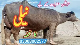 Pure nili high level brown buffalo | 03008002577 | nili buffalo asad shah sahib farm