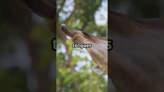 🦒💛🌿🌳🍃🦴 Giraffes Nature&rsquo;s Tallest Giants with a Big Surprise! 😲