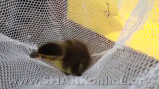 Tiny Ducklings Rescued From Sewer