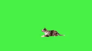DOG Border collie lays down & then stands  | Stock | NO COPYRIGHT | ANIMATION | ELEMENTS MustGrow72