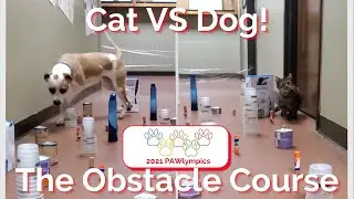 PAWlympics Final; The Cats vs. Dogs Obstacle Course