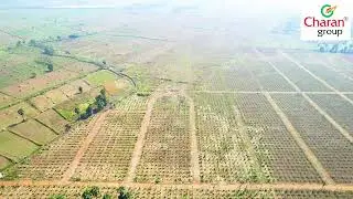 Charan Group Sandal Gardens @ Gold Star Junction, Kothavalasa | Red Sandal Plantation Project