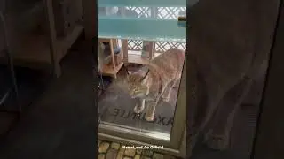 Marsel Came Back Home #lynx #bigcat