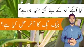 Severe Black Bug Attack on Sugarcane Crop | Effective Control Method | Qamar Jutt Agrarian