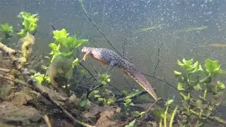 Unterwasser Video aus Wiedensahl   Fortsetzung der Molch Story