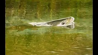 ORVIS - How to spot rising trout