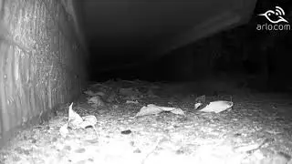 Mouse sniff