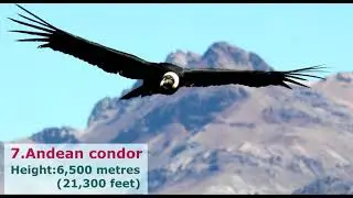 List of birds by flight height