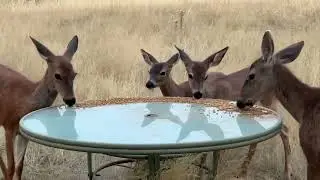 Deer Family 🦌 Siren Calls