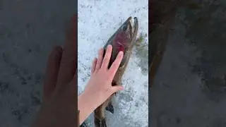 Giant trout Ice Fishing #trout #icefishing
