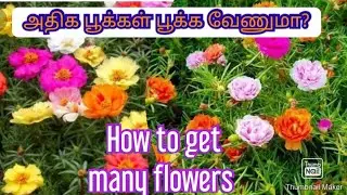 How to grow Table Rose (portulaca)plant care tips in tamil,#support #nature  #gardening #subscribe 👈